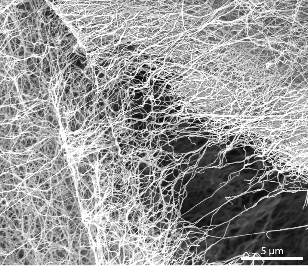 Bacterial cellulose