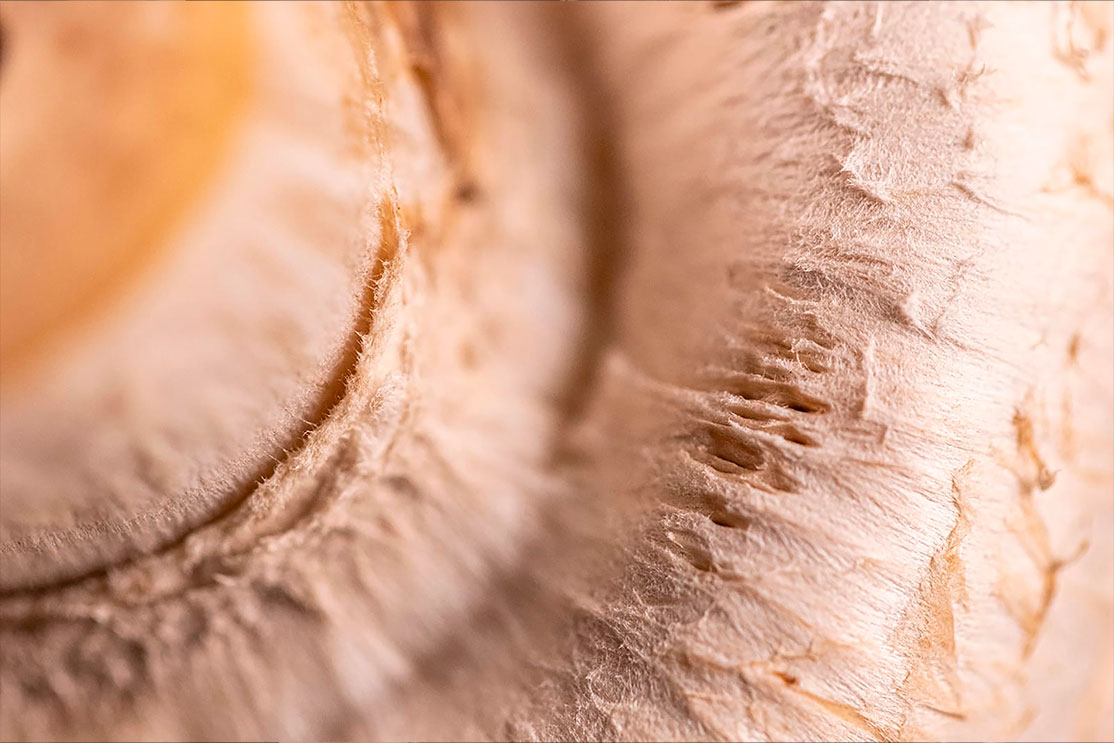 Macro of a mushroom