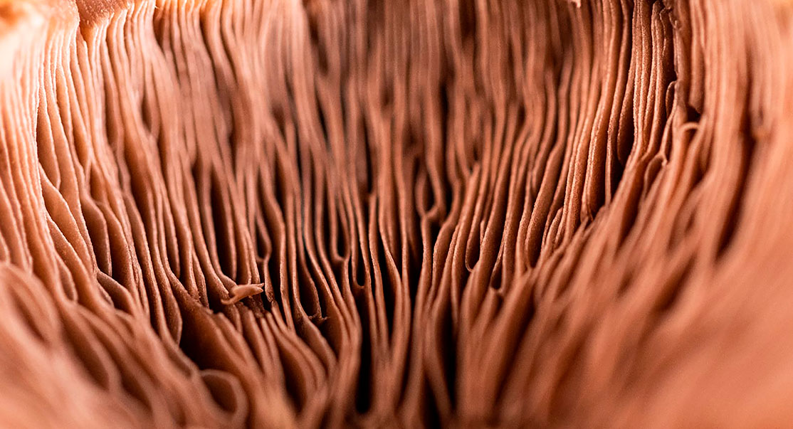 Macro of a mushroom