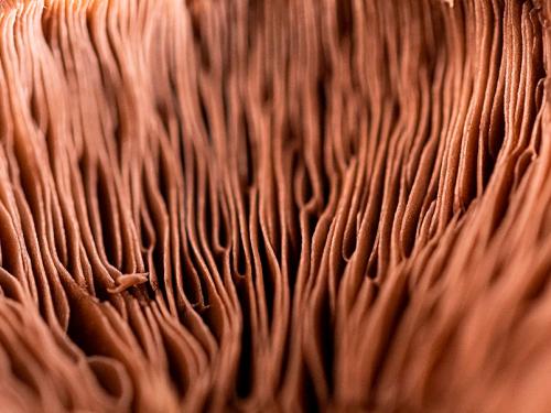 Macro of a mushroom